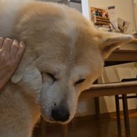 寒い日の朝の駄偉助くん6