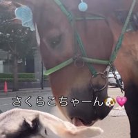 ダイちゃんが触れると…