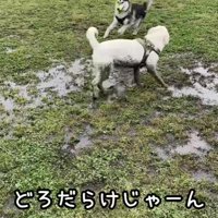 他のわんこもビックリ！？