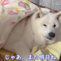 眠そうな表情でおやすみ…