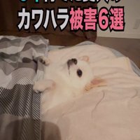 布団で眠るチワワ