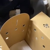 お父さんと子犬