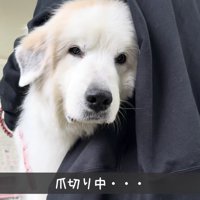 終始しょんぼり顔