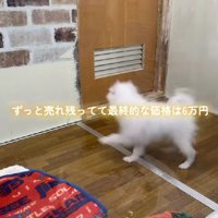 最終的な価格は6万円