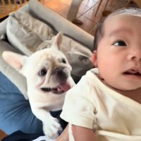 赤ちゃんを見つめる犬