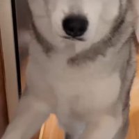 ママが帰宅したら玄関へ！