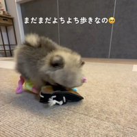 危なっかしさがたまらない