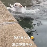 勢いよく泳ぐ犬