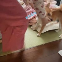 「触るなっ」と甘噛み