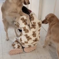 左から女性に覆い被さる犬、右から引っ張る犬