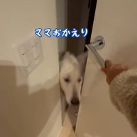 パパが隠れた時のれお君