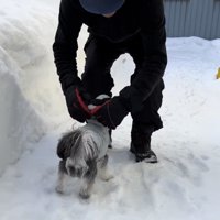 服を整えてもらう犬