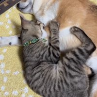 犬の前足を甘噛みする猫