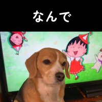 テレビの前に座る中型犬