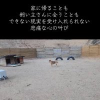 彷徨い歩く犬