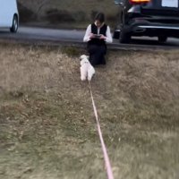 爆走のピコちゃん