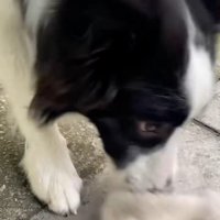 手袋を落とすワンコ