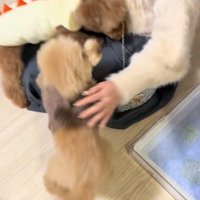 モコちゃんと飼い主さんの再会6