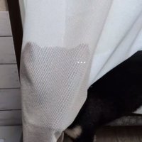 無言のあずきちゃん