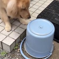 庭に置かれたバケツを見る犬