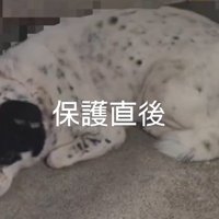 無気力に地面に伏せる黒い犬