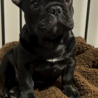 毛布の上に座るフレンチブルドッグ