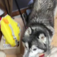 おやつで釣ったら…