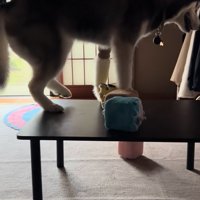 足を引っ込める大型犬