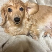 ヘアセットが完成したピースちゃん