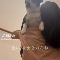 抱っこされるピペちゃん