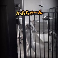 はるちゃん＆なつちゃんのお迎え⑩