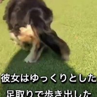 ゆっくりと歩き始めた
