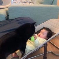 ボールを押し付ける柴犬さん