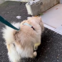 ニオイで探すエリーちゃん