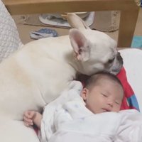 赤ちゃんに寄り添うロイちゃん5