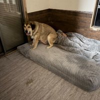 パパの顔面が潰れてる！！