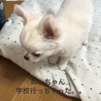 うつむく犬