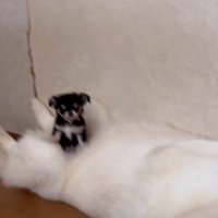 チワワさんが乗っているのは…