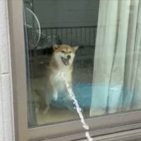 ホース