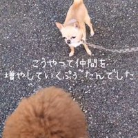 プードルの後ろ姿、プードルを見るチワワ