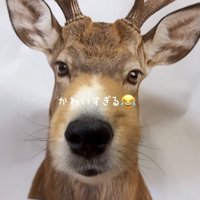 シカの顔に馴染む犬