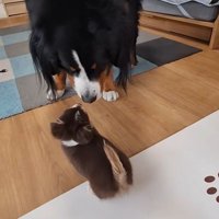 サイズの差が愛おしい