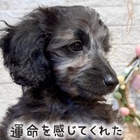 幸せを掴んだオレオくん2