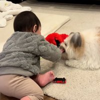 ぬいぐるみを取ろうとするぽんちゃん