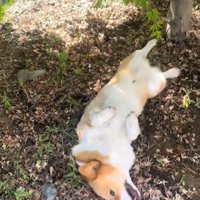 ゴロゴロする犬3