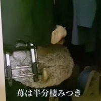 パパの部屋に棲みつく苺ちゃん