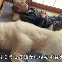 おじいちゃんの隣で寝そべる犬