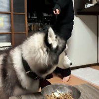 横を見る犬