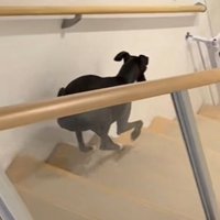 コミカルな動きが可愛い！