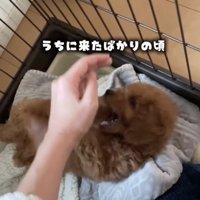 寝転ぶ子犬に手を伸ばす人